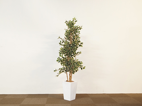 アートプラント (中古)