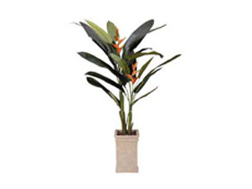 Art Plant Heliconia (New)