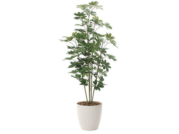 Art Plant Kapok (New)