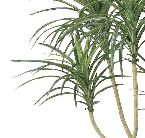 Art Plant Yucca (New) #3