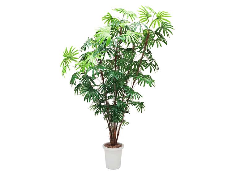 Art Plants (Used)