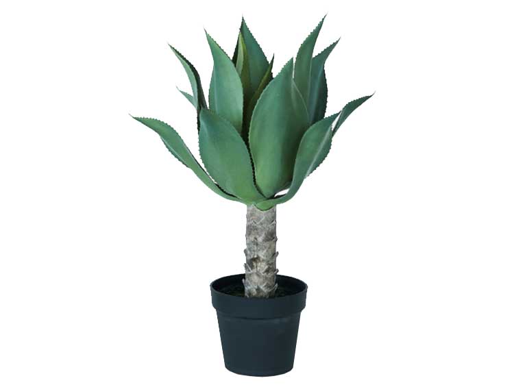 アートプラント (中古)