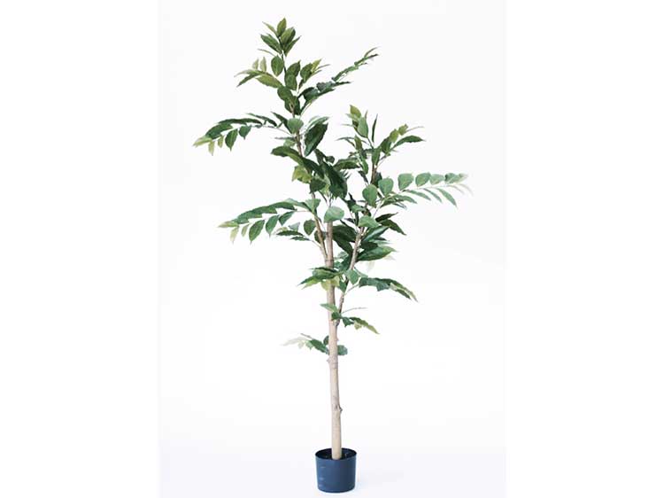 アートプラント (中古)　