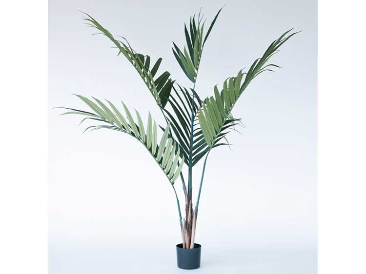 アートプラント (中古)