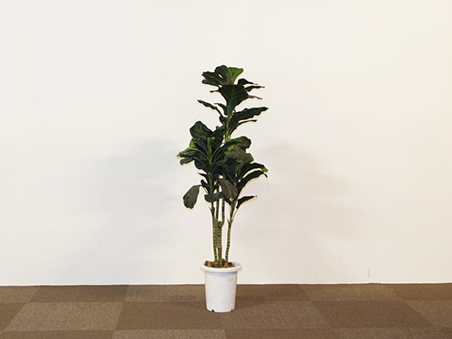 アートプラント (中古)