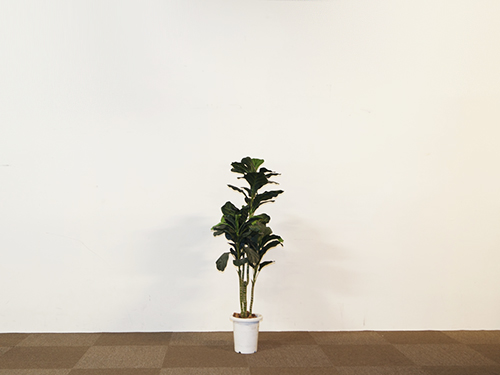 Art Plants (Used)