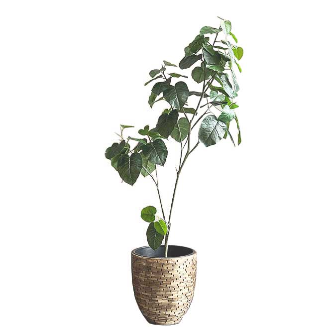 Art Plant Umbellata (New)