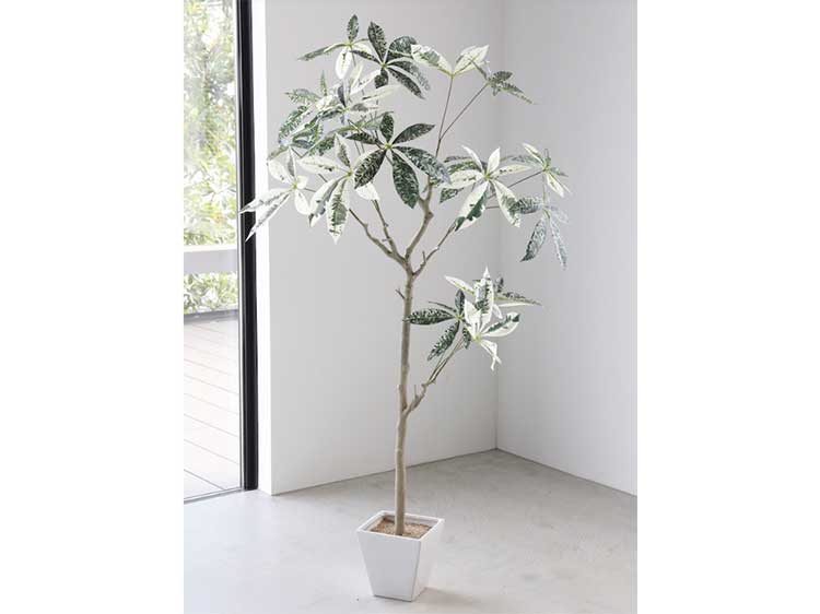 アートプラント (中古)　