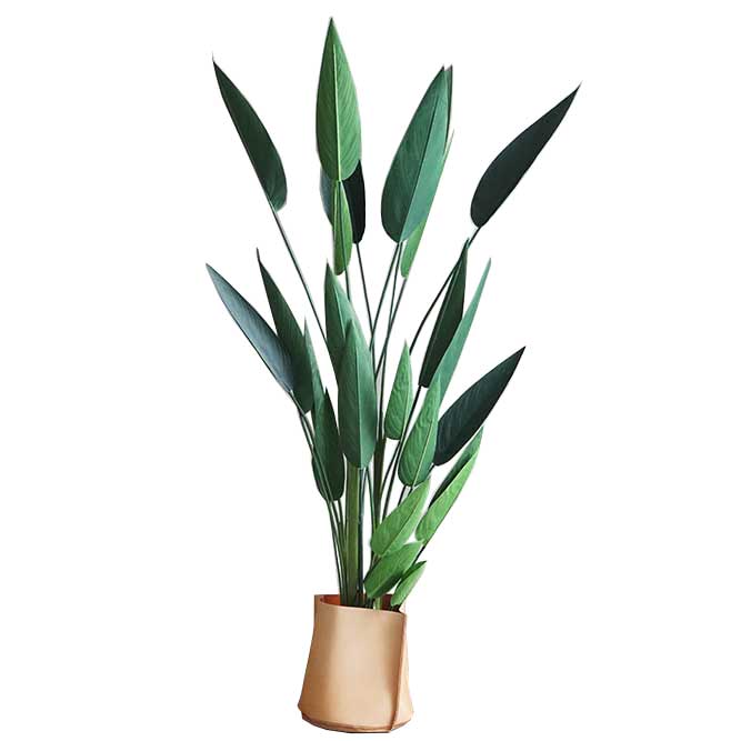 Art Plant  Strelitzia (New)