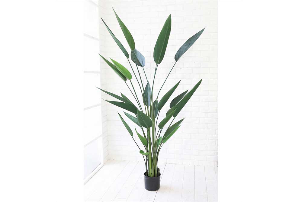 Art Plant (Used)