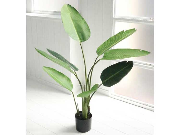 アートプラント (中古)　