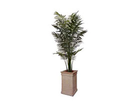 Art Plant Tropical Areca Palm (New)