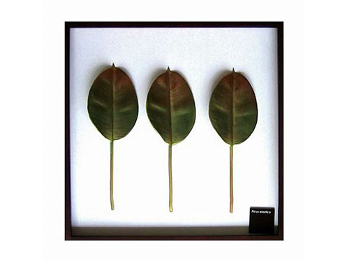 Leaf Art (Used)