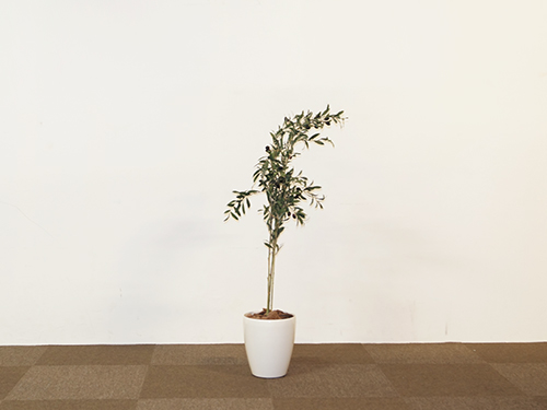 アートプラント (中古)